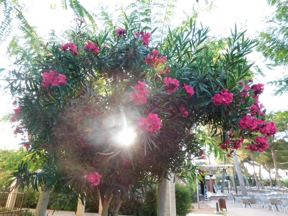 Gartenanlage Protur Floriana Resort Aparthotel