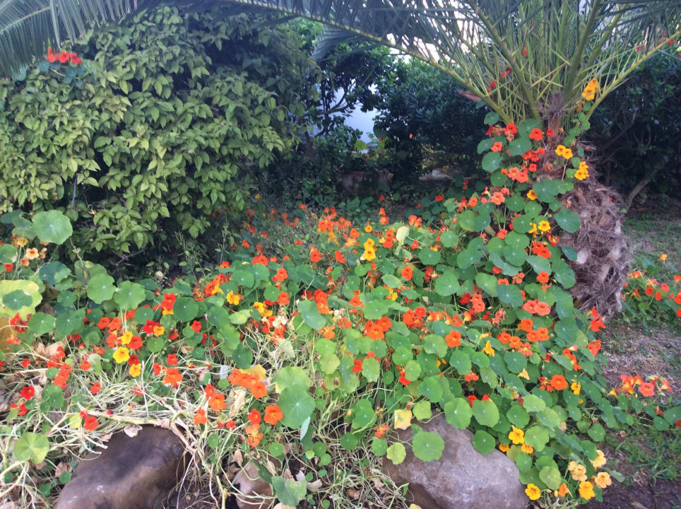 Gartenanlage The Orangers Beach Resort and Bungalows