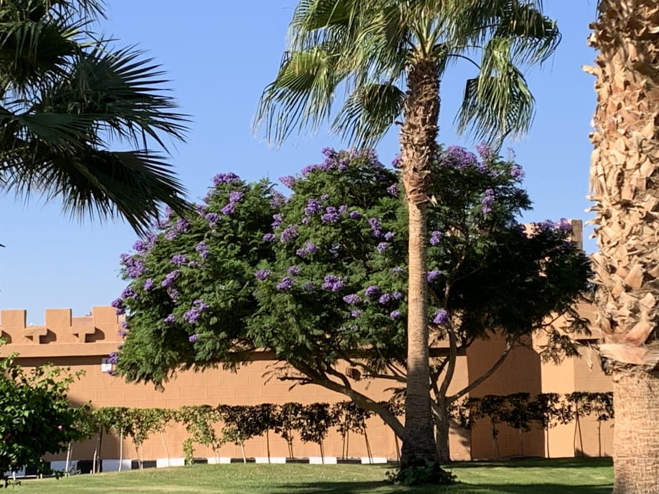 Gartenanlage Sentido Akassia Beach