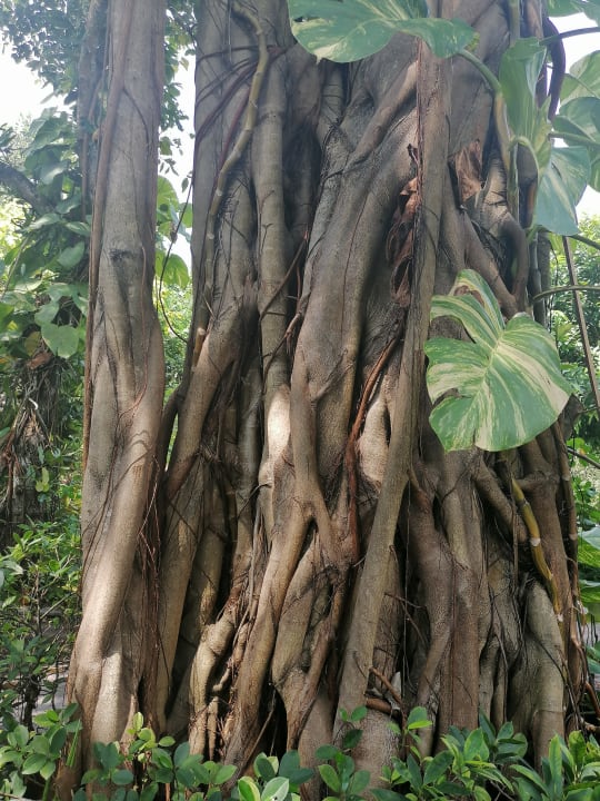 Gartenanlage NH Collection Maldives Reethi Resort