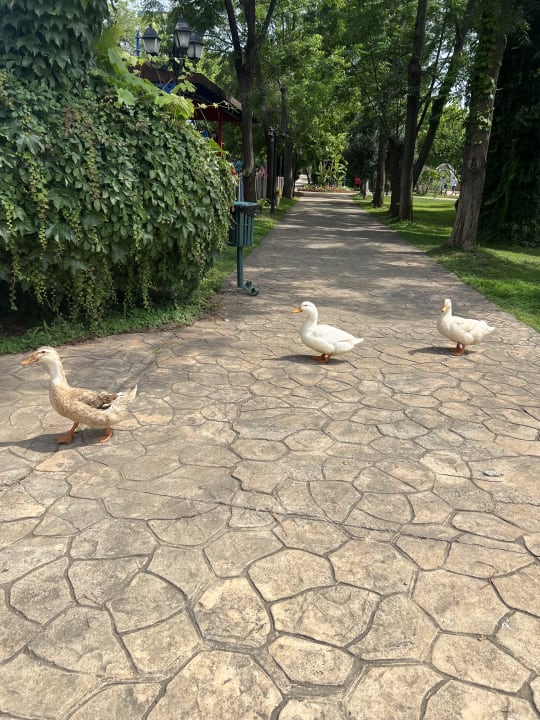 Gartenanlage Belconti Resort Hotel