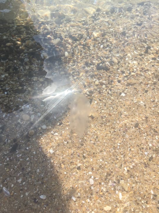 Strand Sentido Marea