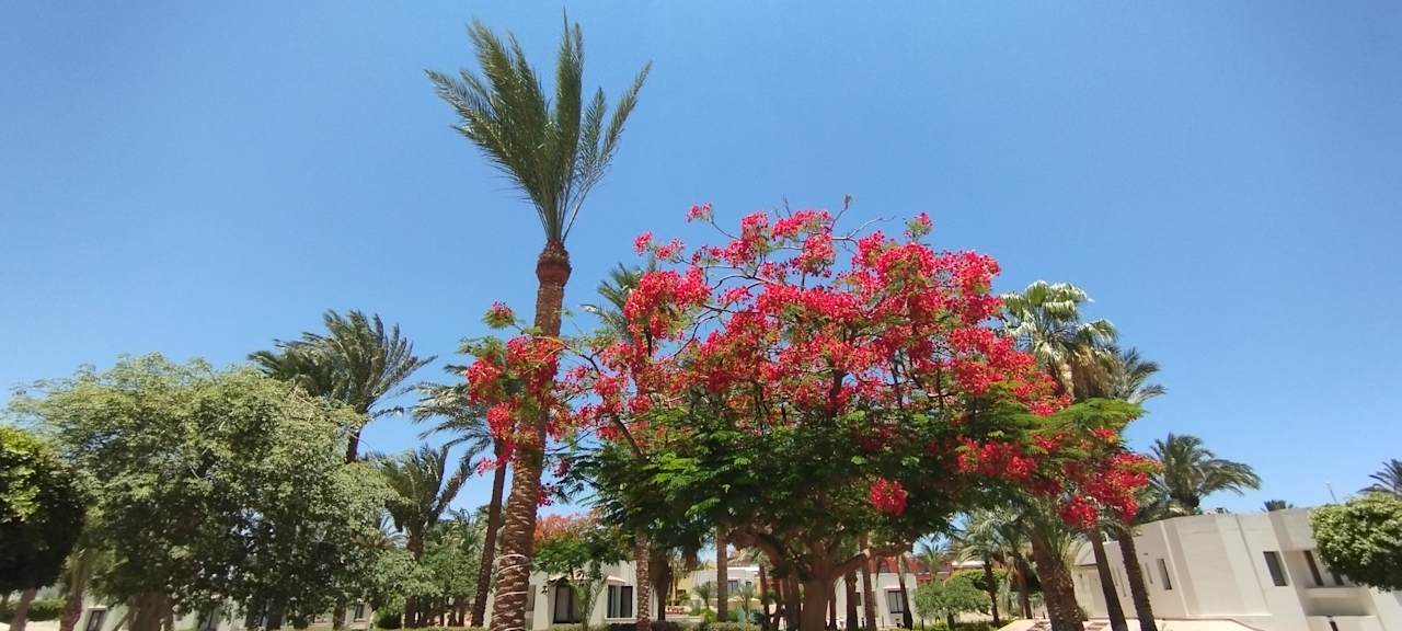 Gartenanlage Pharaoh Azur Resort