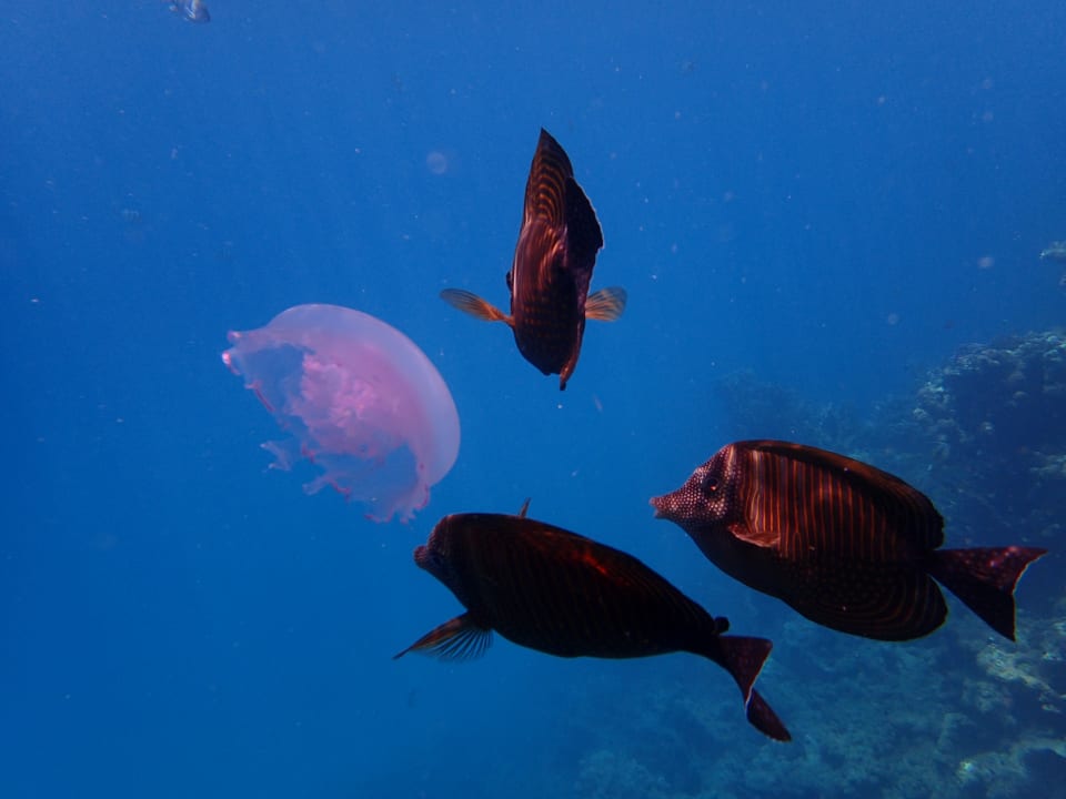 Strand Three Corners Equinox Beach Resort
