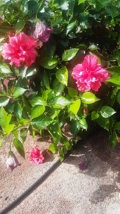 Gartenanlage Marina Playa Suite Hotel