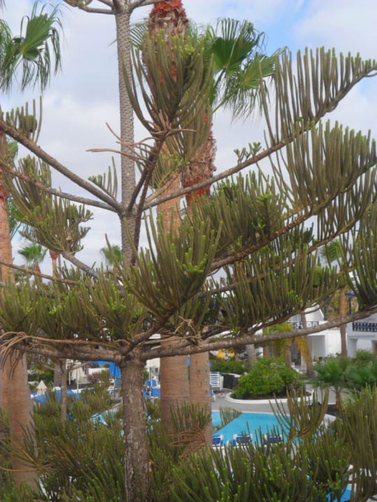 Ausblick vom Zimmer aus Bungalows & Appartements Playamar