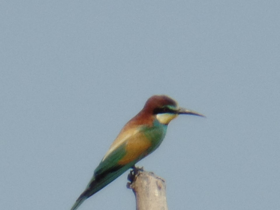Ein schöner Vogel Steigenberger Coraya Beach - Adults only