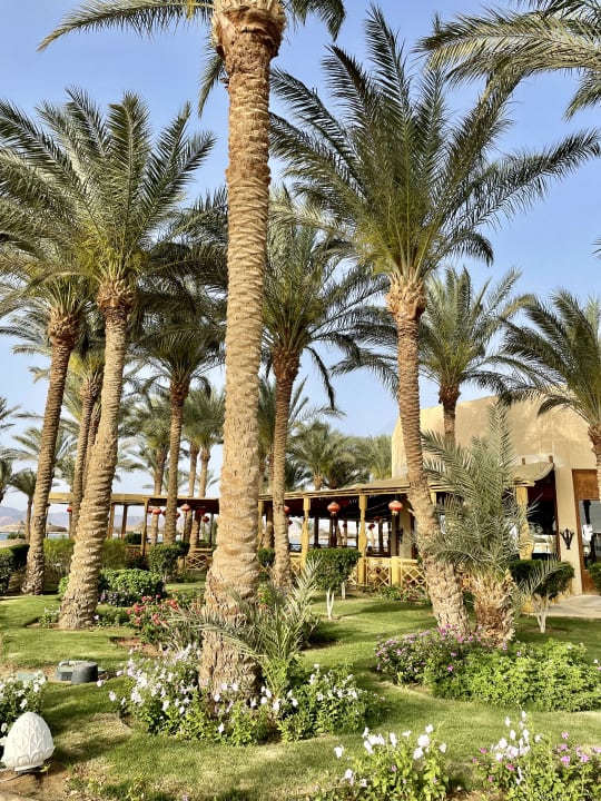 Gartenanlage Palm Royale Resort - Soma Bay