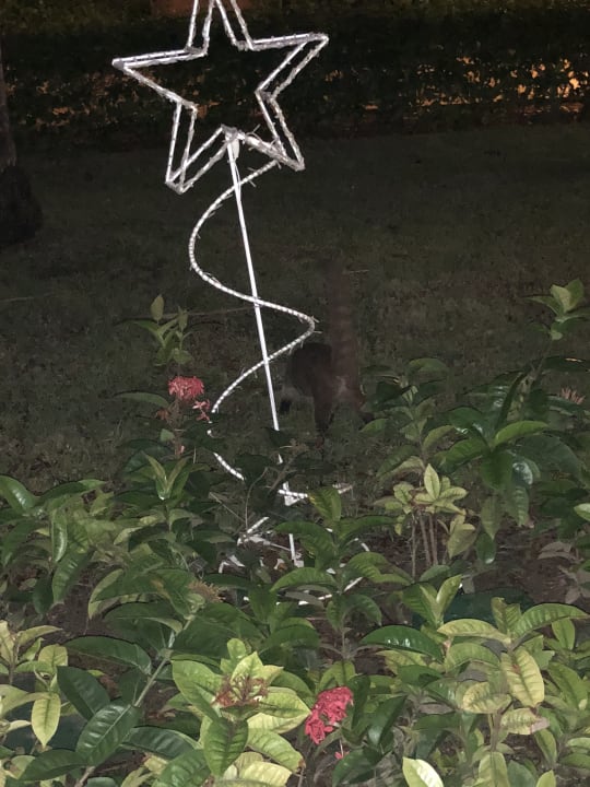 Gartenanlage Iberostar Selection Paraiso Maya Suites