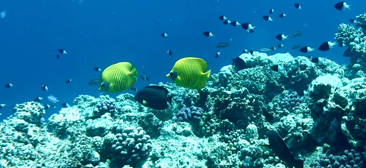 Strand Beach Safari Nubian Resort