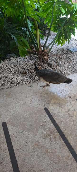 Sonstiges Hotel Viva Dominicus Palace by Wyndham-All Inclusive Resort