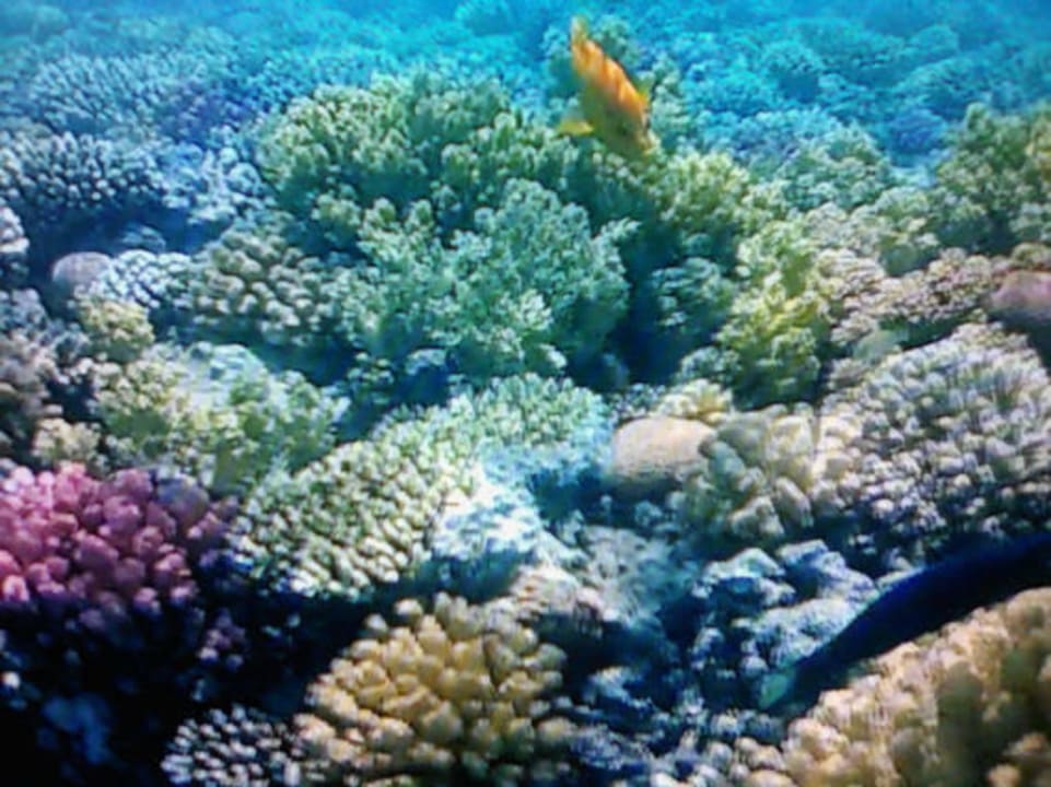 Wie im Aquarium! Makadi Spa - Adults only