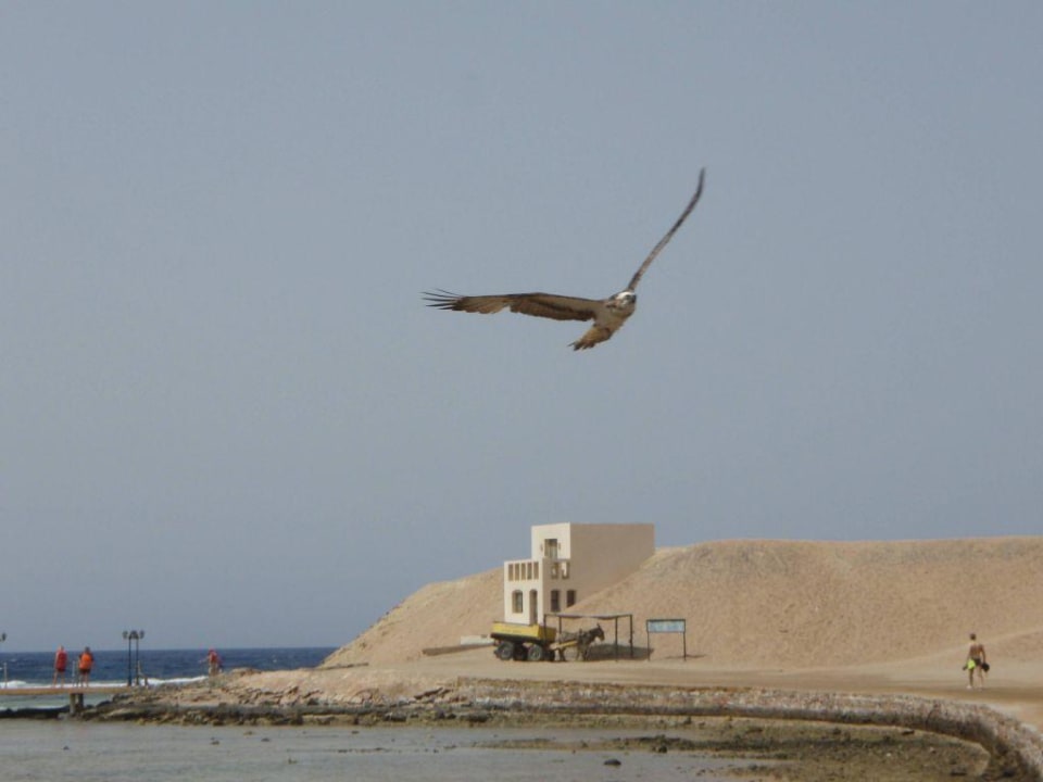 Der Seeadler der Bucht! Jaz Lamaya Resort