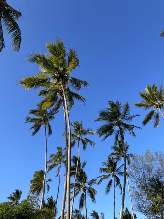 Gartenanlage TUI Blue Bahari Zanzibar