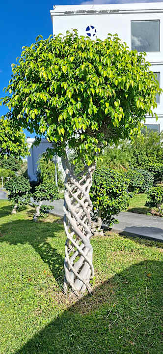 Gartenanlage Asterias Beach Resort