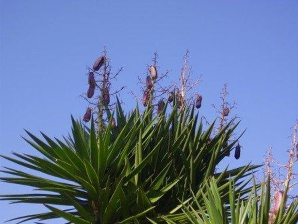 Palme Side Sun Hotel