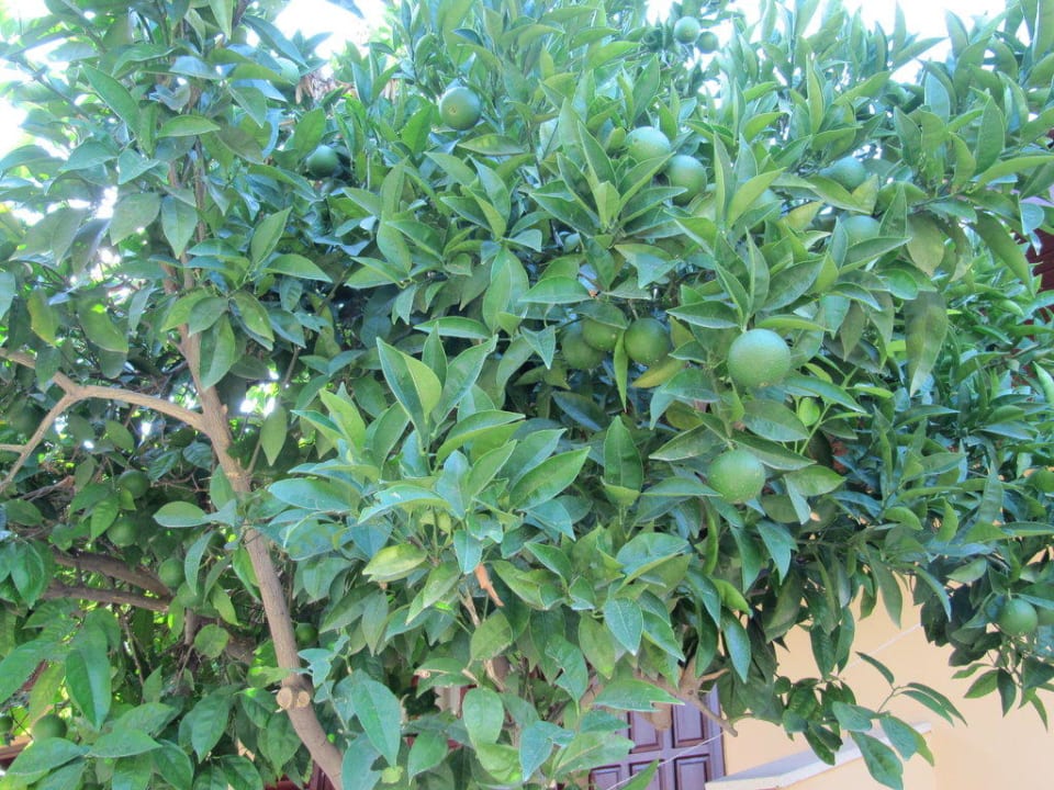 Umgeben von Orangen & Zitronen Özlem Garden Hotel