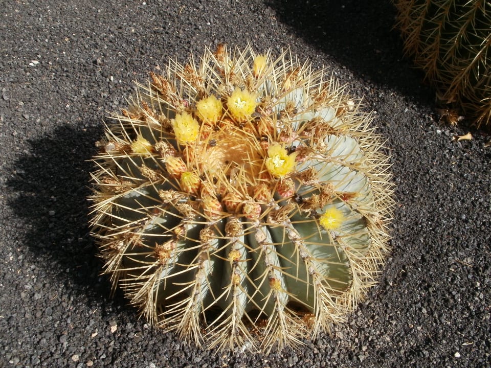 Ogród SBH Hotel Royal Monica