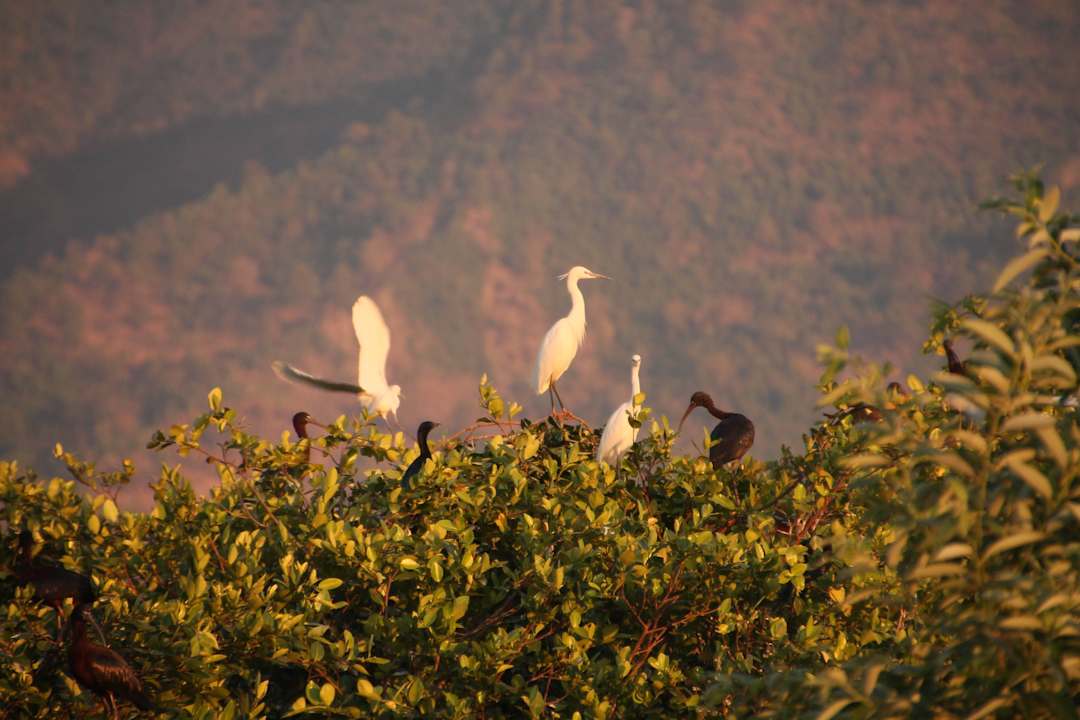 Vogelreservat am Hotel Hotel Golden Island Cottages 1 & 2