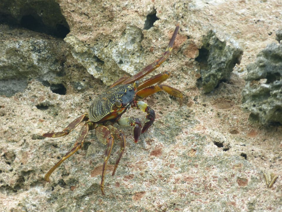 Strand Summer Island Maldives
