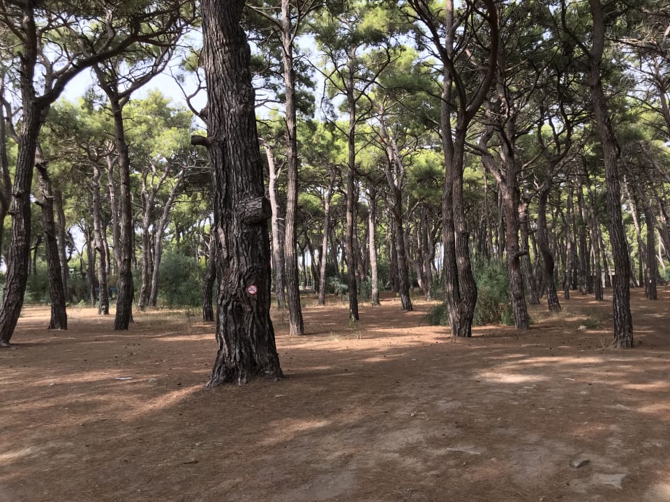 Gartenanlage ROBINSON PAMFILYA