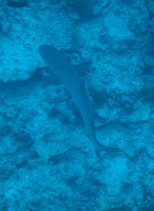 Sport & Freizeit Hondaafushi Island Resort