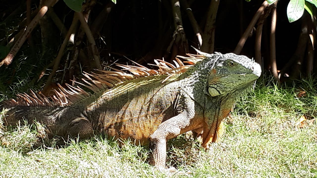 Gartenanlage Caribe Deluxe Princess