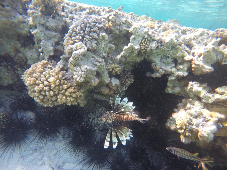 Strand Radisson Blu Resort, El Quseir