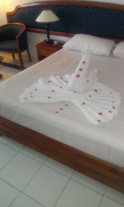 Sehr schöne Zimmerdekorationen täglich Desert Rose