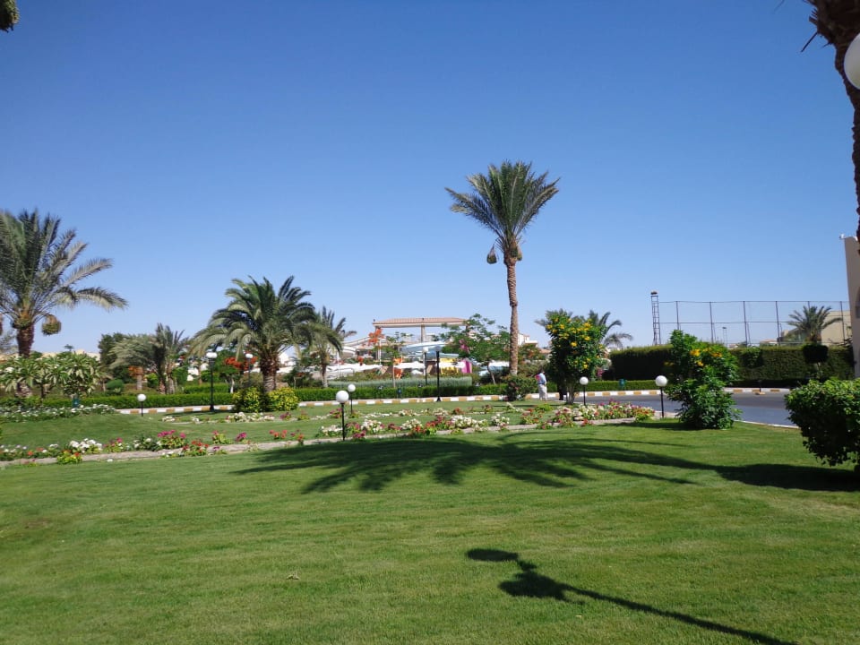 Immer saftiger Rasen für Rasenlatscher Desert Rose