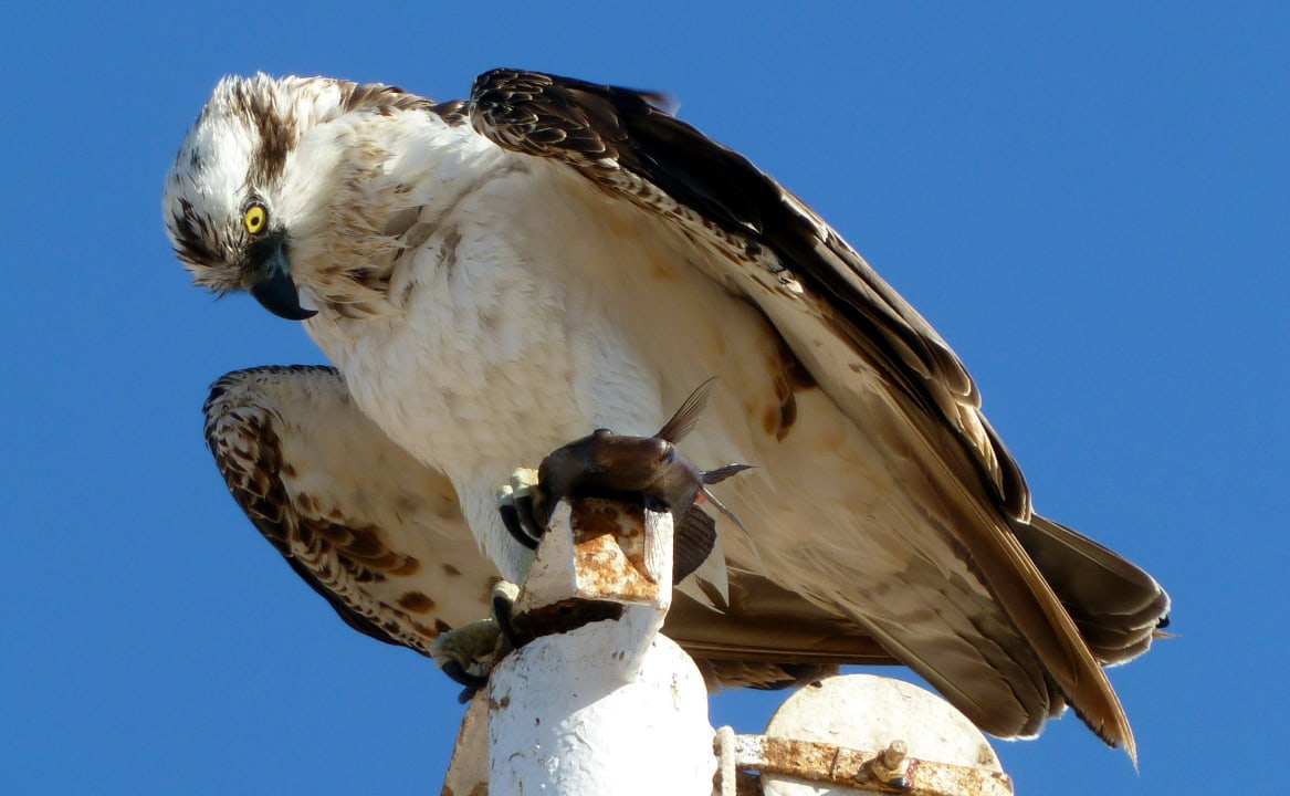 Unser Adler mit seinem Mittagessen Jaz Solaya