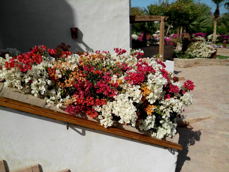 Gartenanlage Fort Arabesque Resort, Spa & Villas
