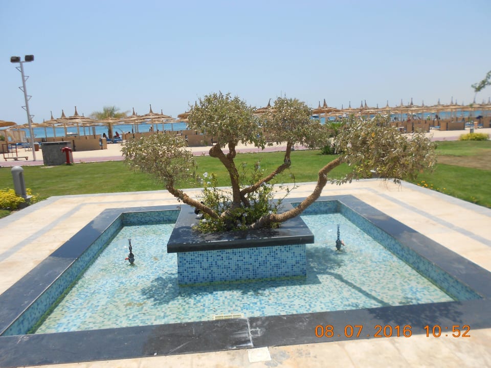 Eine Art Bonsaibaum Pickalbatros White Beach Resort - Hurghada