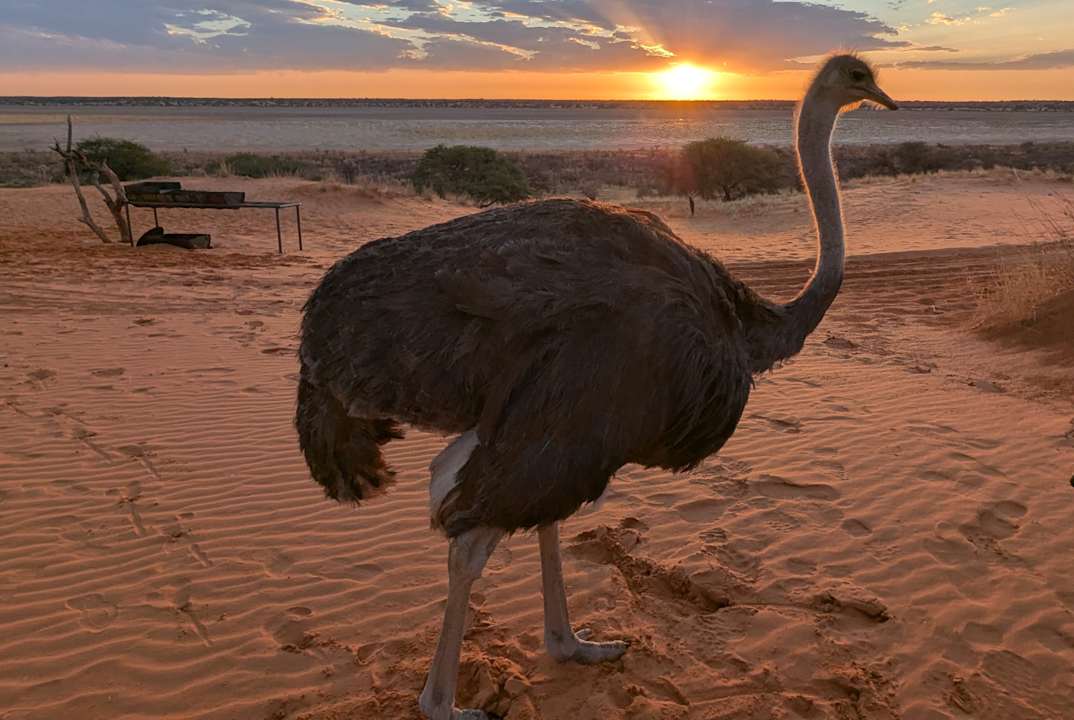 Gartenanlage Jansen Kalahari Guest Farm