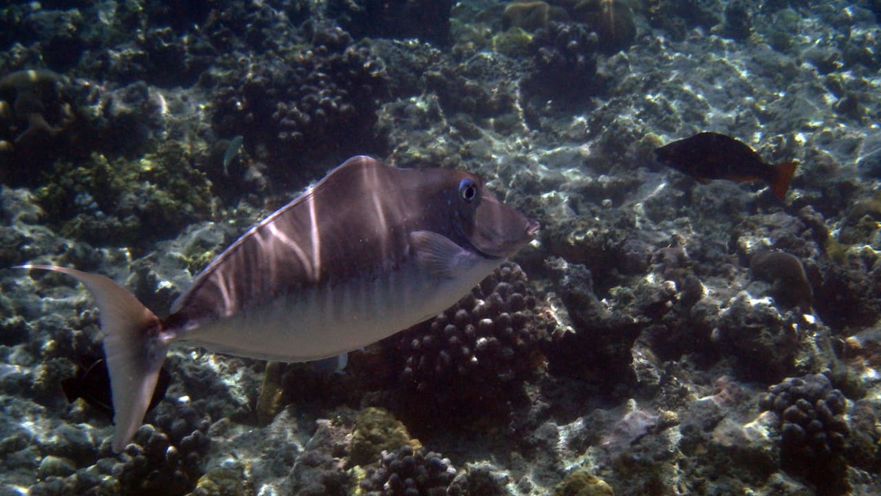 Nasen Dokter Fisch Kuramathi Maldives
