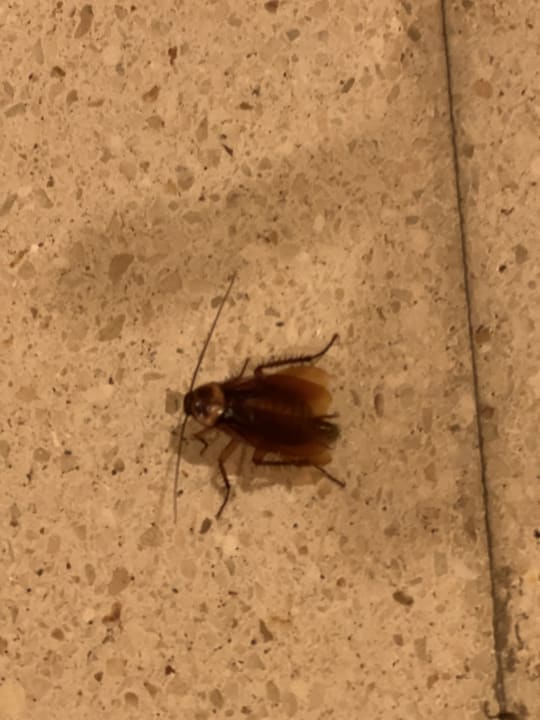 Gastro SBH Costa Calma Beach Resort