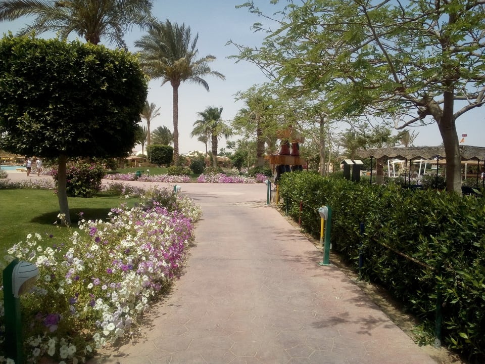Gartenanlage Desert Rose