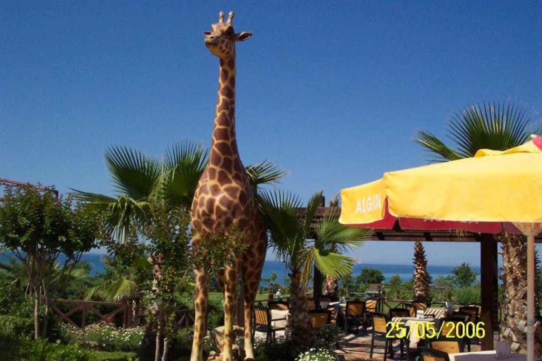 die Poolbar Alba Resort Hotel
