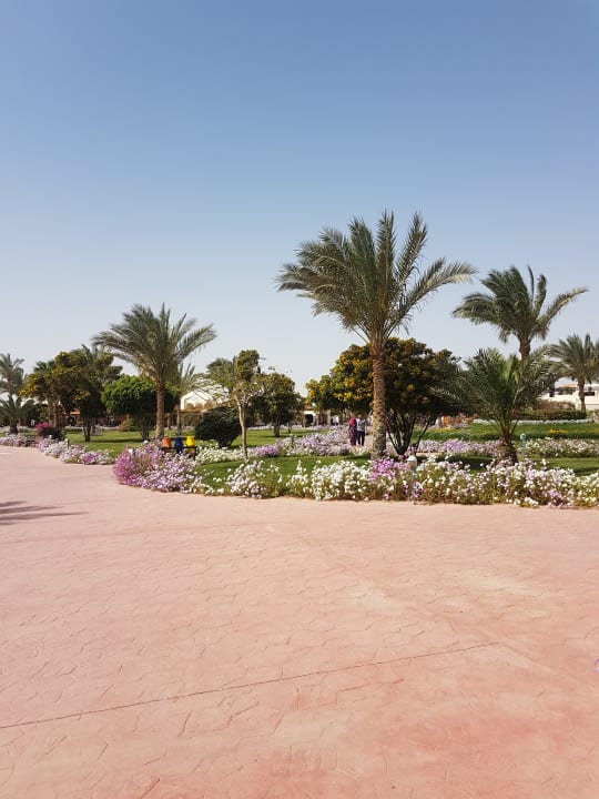 Gartenanlage Desert Rose
