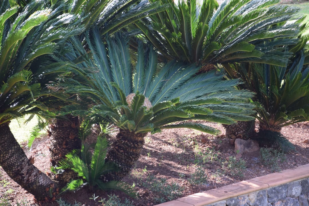 Gartenanlage Hotel Es Port
