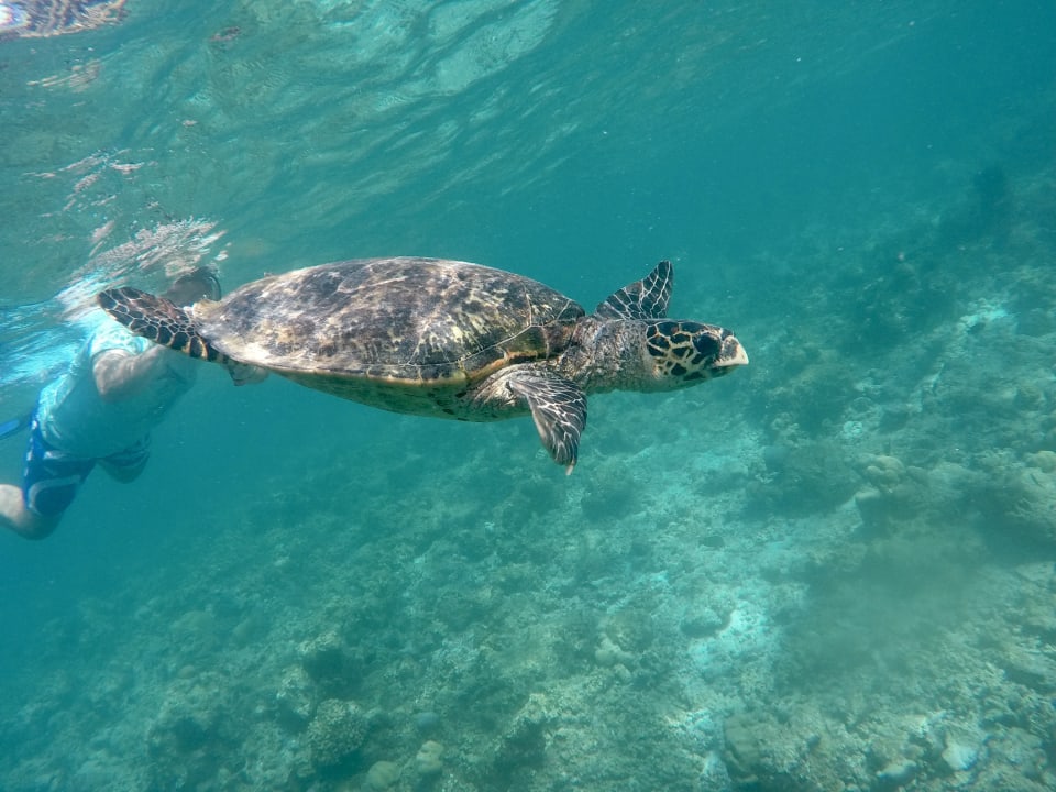 Sport & Freizeit Adaaran Select Meedhupparu Island Resort - Premium All Inclusive