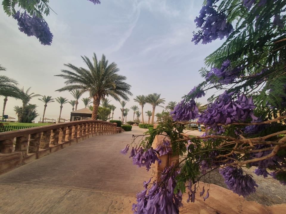 Gartenanlage Palm Royale Resort - Soma Bay