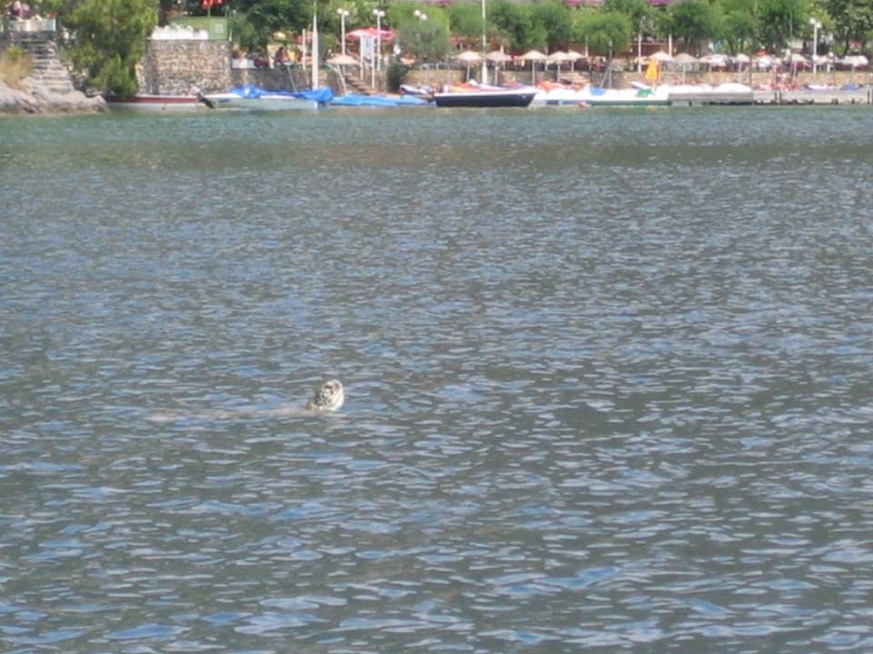 Die Wasserschildkröte von Ölüdeniz Hotel Meri