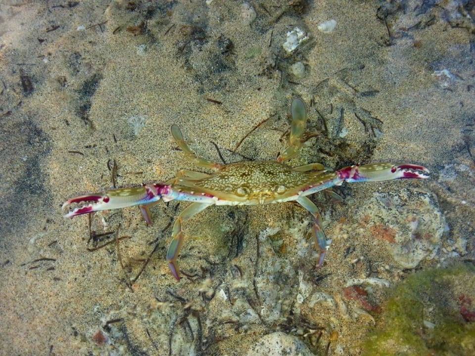 Krabbe bei Ebbe Paradisus by Melia Bali
