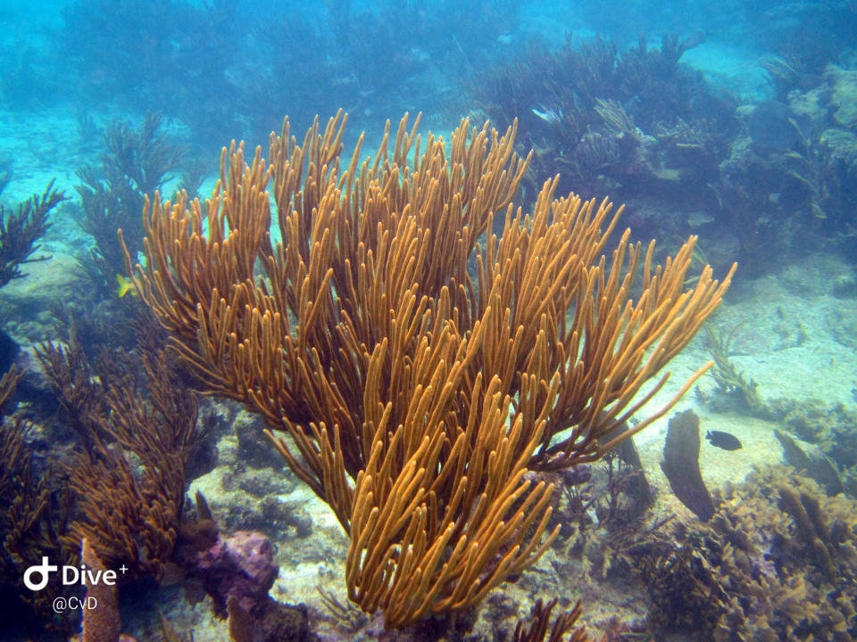 Sport & Freizeit Akumal Bay Beach & Wellness Resort