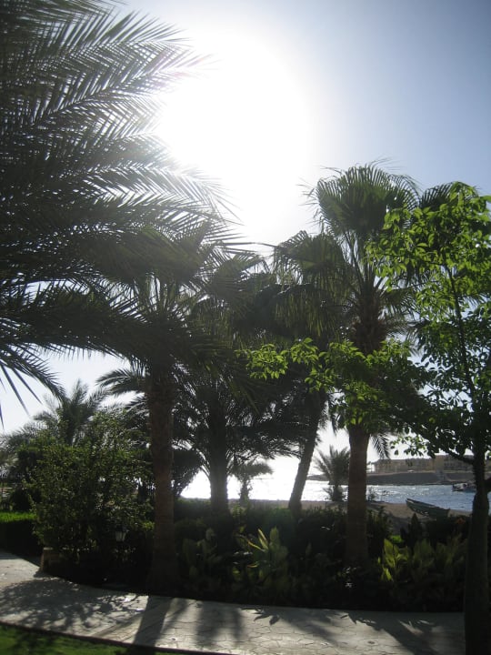 Anlage Steigenberger Coraya Beach - Adults only