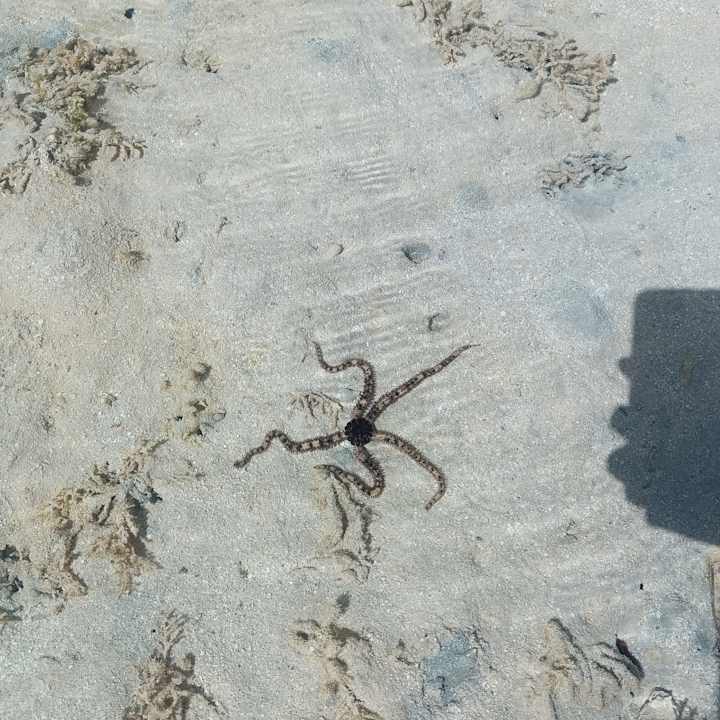 Strand JAZ Elite Asteria