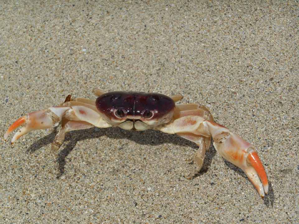 Strandbewohner Grand Muthu Club Caribbean Runaway Bay