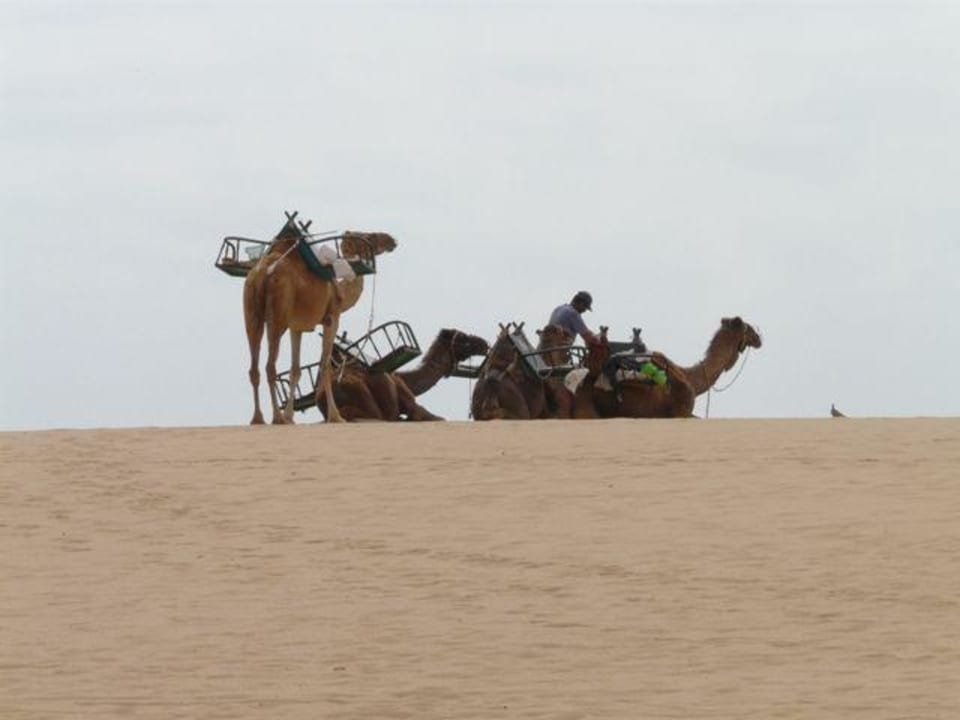 Müde? Hotel Riu Oliva Beach Resort