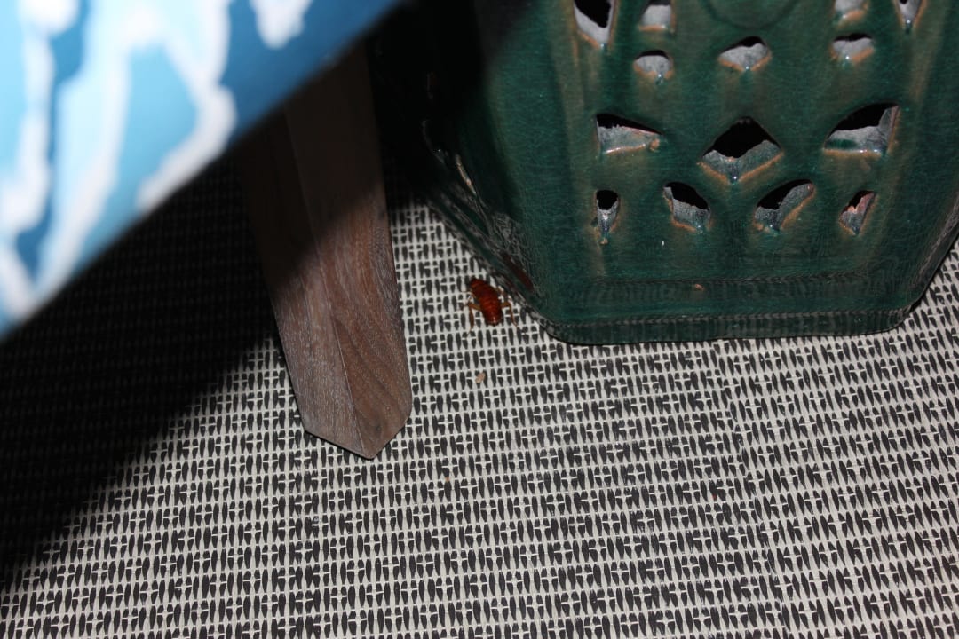 Kakerlake Postcard Inn on the Beach